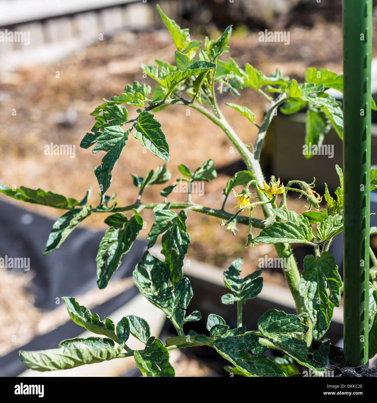 Closeup of staked tomato plant showing Stock Photo