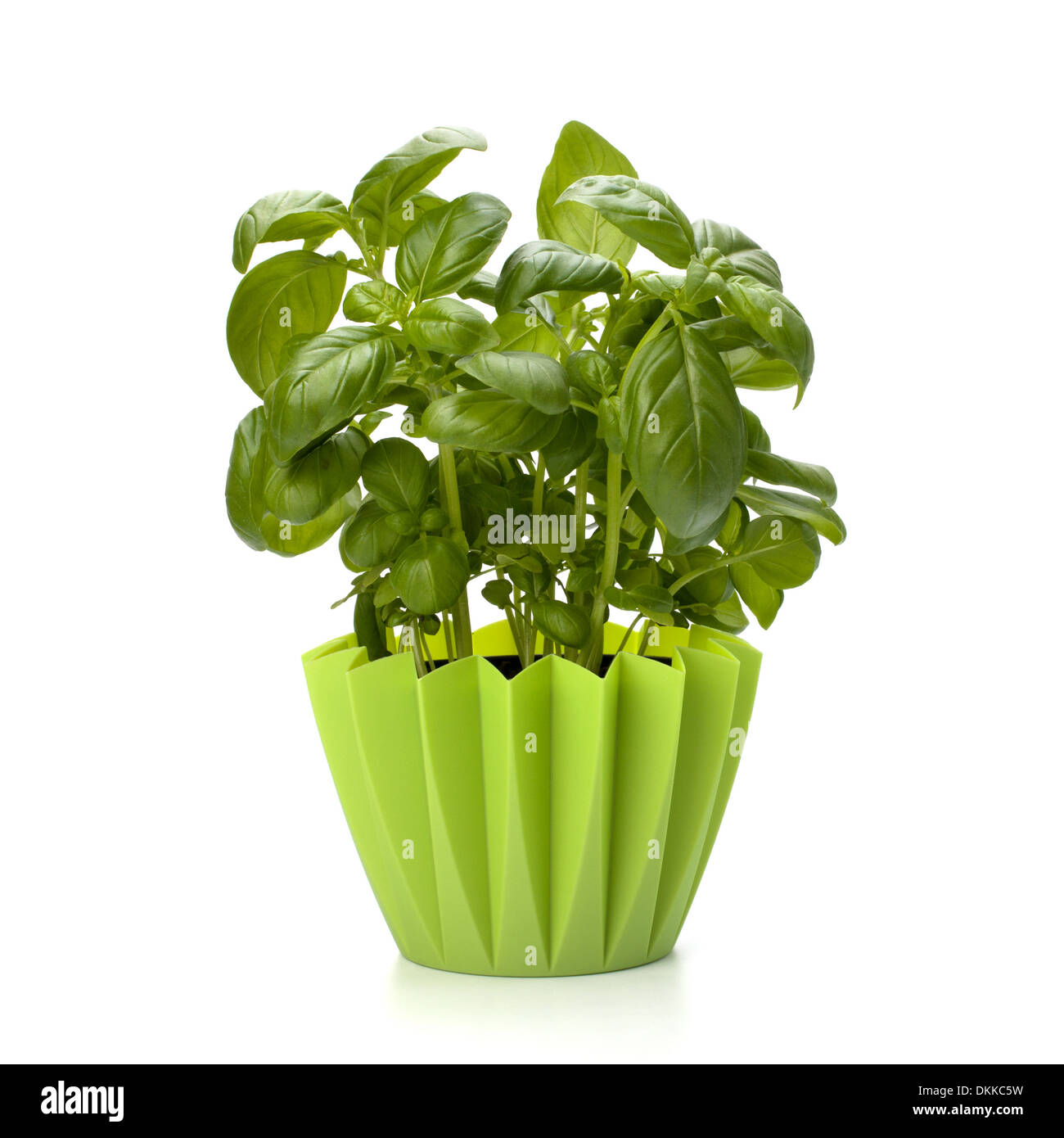 Sweet basil leaves isolated on white background Stock Photo Alamy