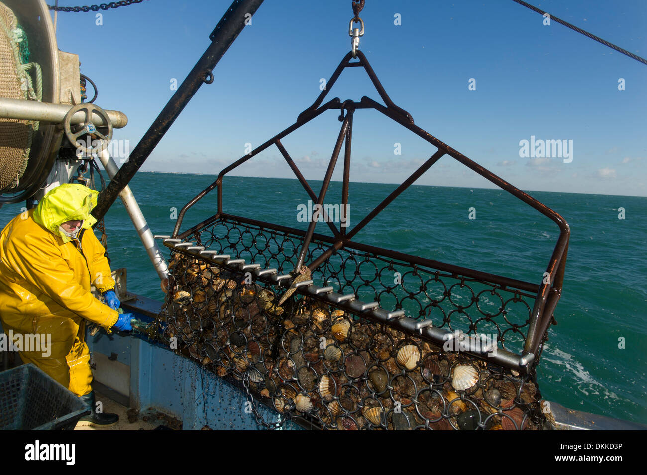 A fisherman assists in lifting up a scallop dredge on the fishing boat