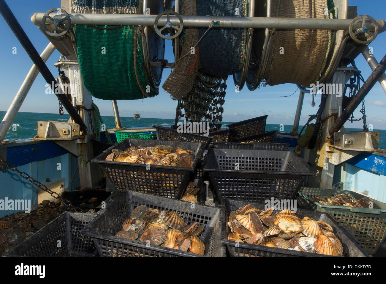 Baskets of scallops ready to be sorted and cleaned on the fishing boat