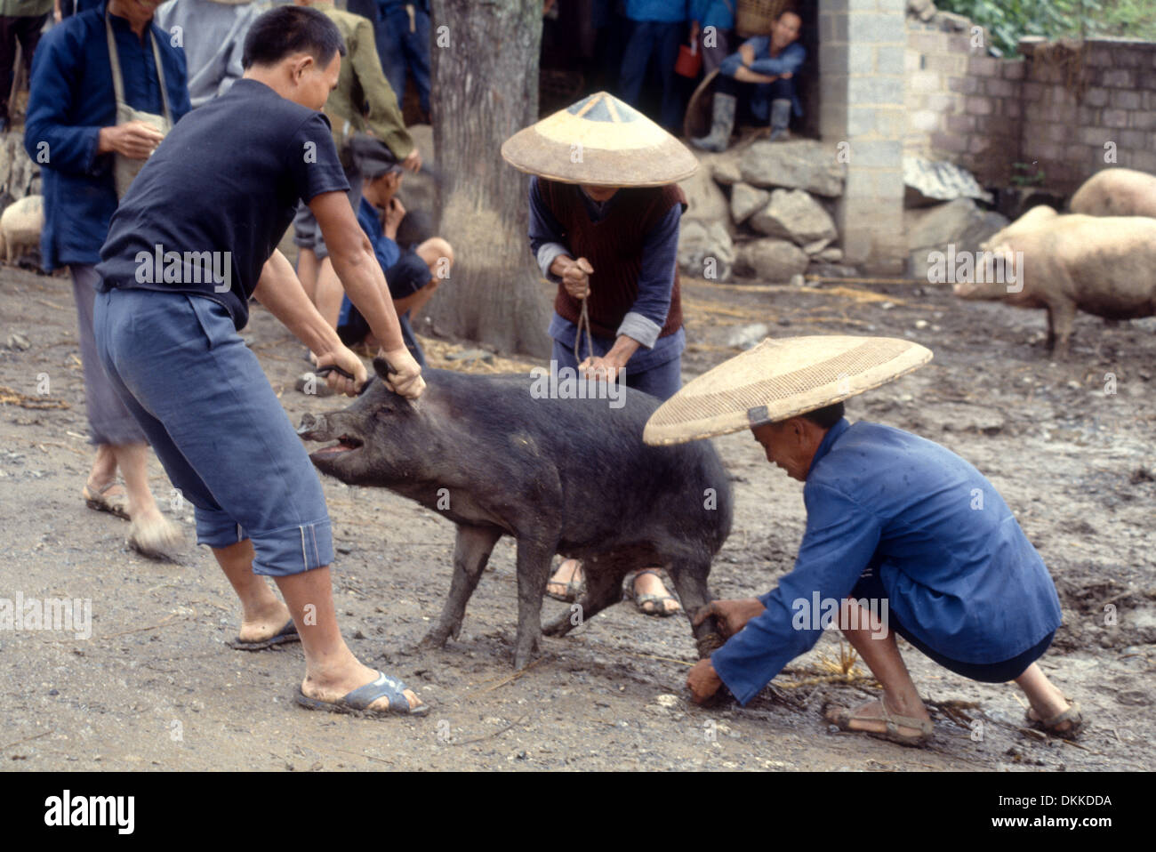 Three men co-operate to control the pig they just bought from the animal market in Hunan Province, China Stock Photo