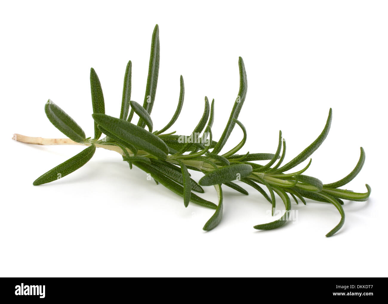 Sweet rosemary leaves isolated on white background Stock Photo Alamy