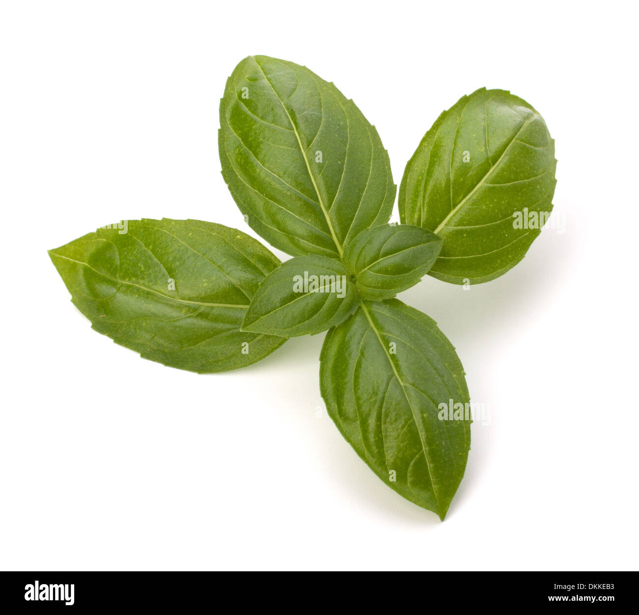 Sweet basil leaves isolated on white background Stock Photo Alamy