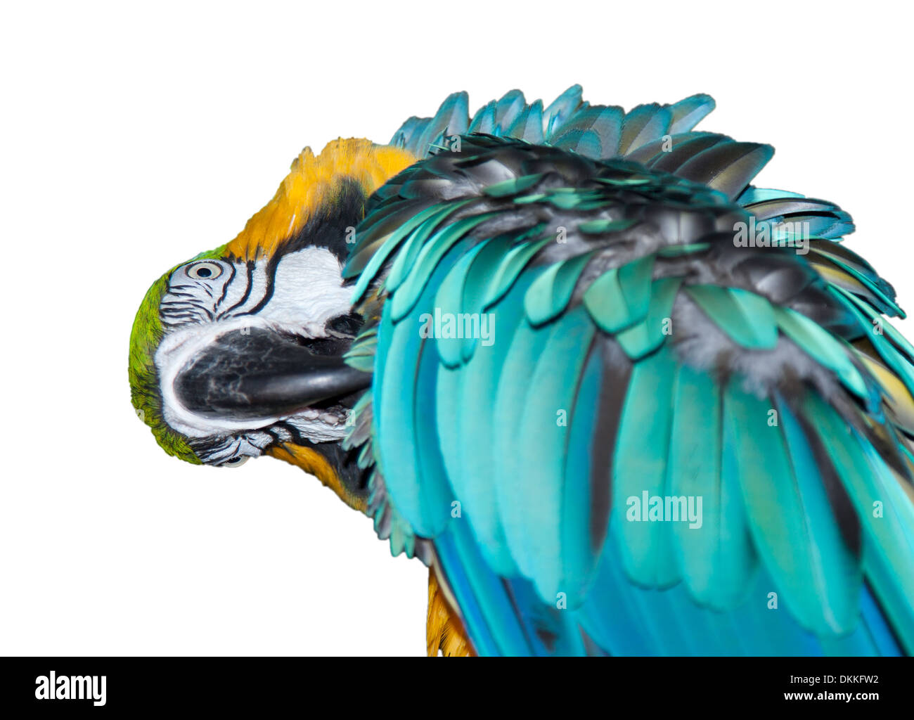 A beautiful blue Macaw Stock Photo