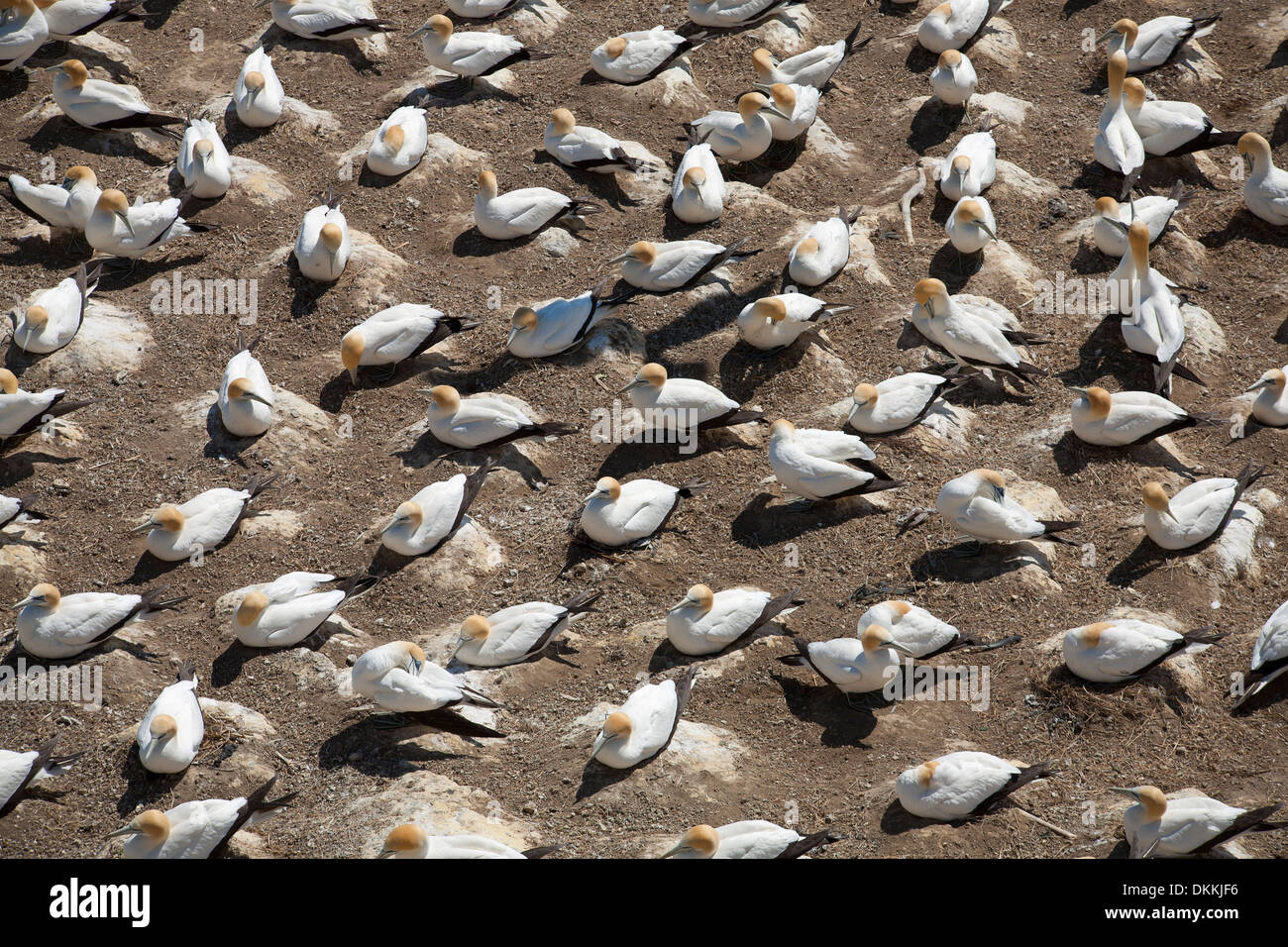 The gannet colony at Muriwai Beach, New Zealand Stock Photo