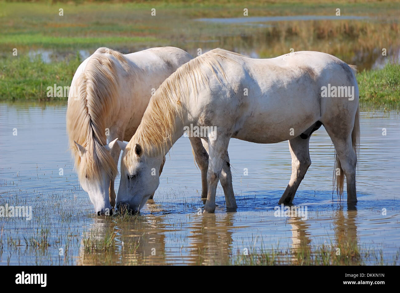 Couple of horses drinking water in a pond Stock Photo - Alamy