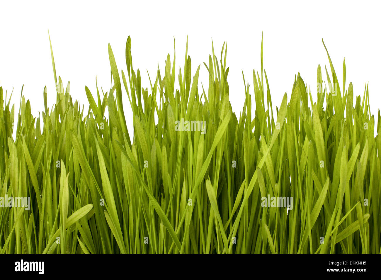 Grass silhouette isolated on white background Stock Photo - Alamy