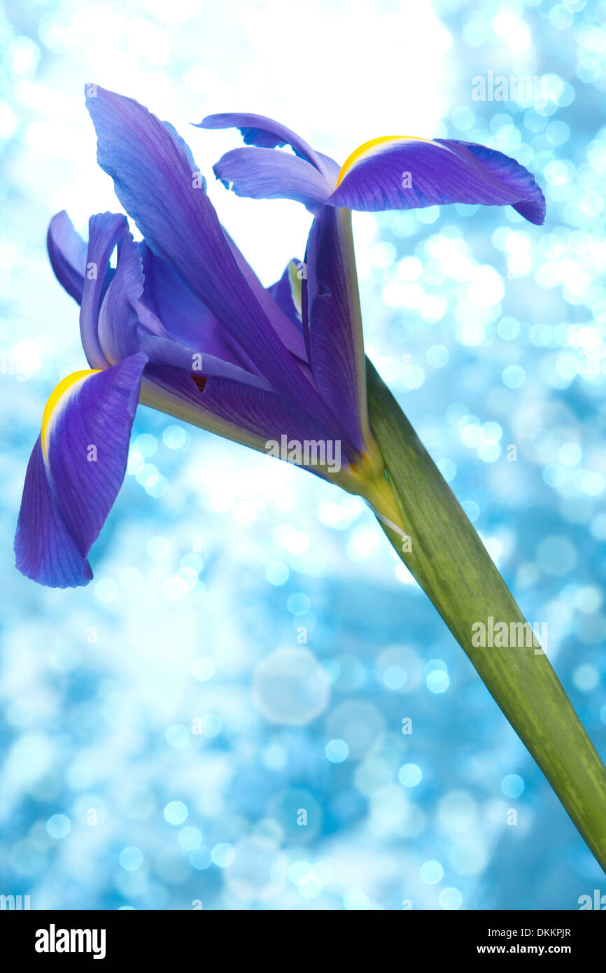 Beautiful blue iris flowers background Stock Photo - Alamy