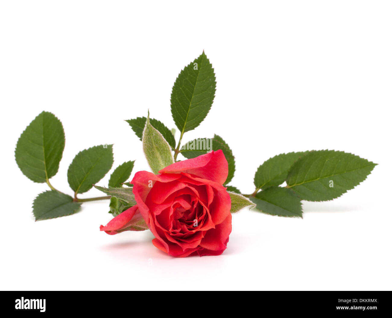 Beautiful rose isolated on white background Stock Photo - Alamy