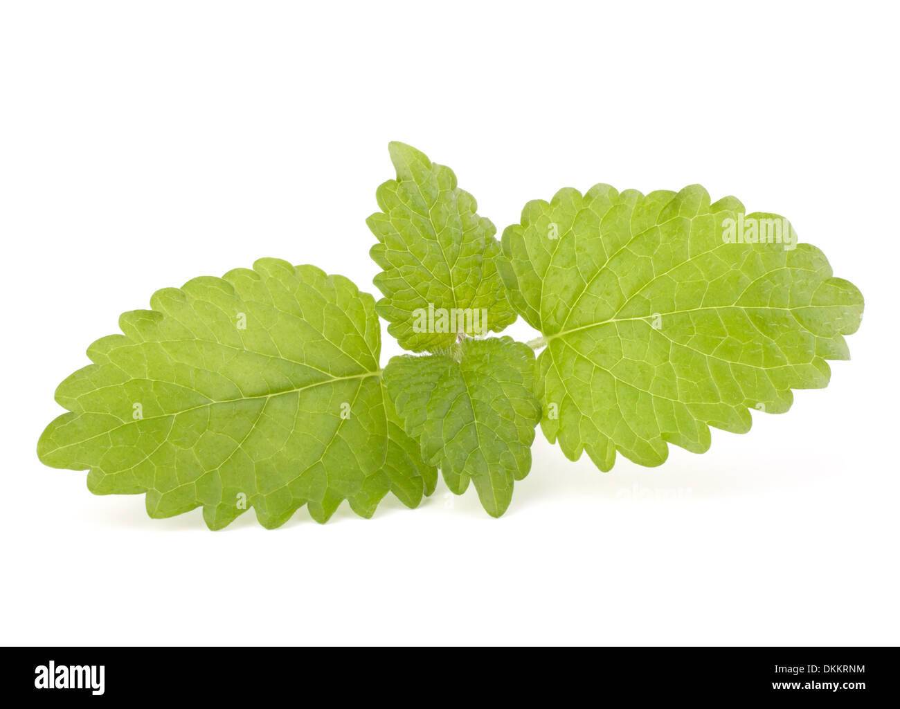 Peppermint or mint isolated on white background Stock Photo - Alamy