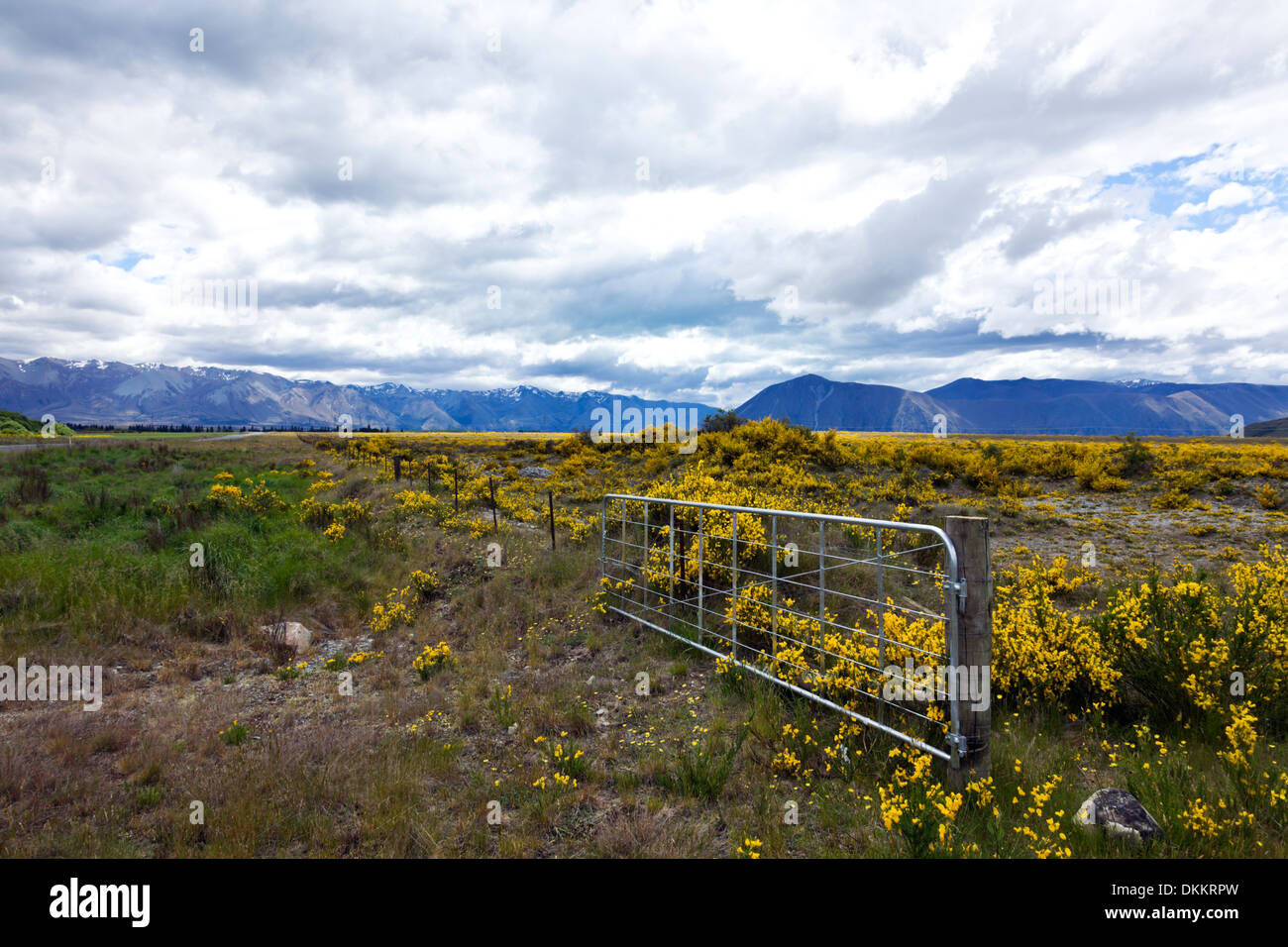 Gorse and Broom grow out of control on this New Zealand farm Stock