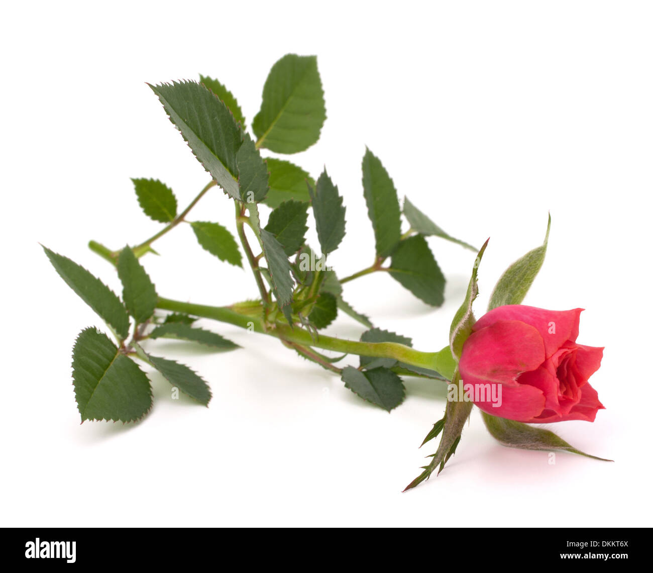 Beautiful rose isolated on white background Stock Photo - Alamy