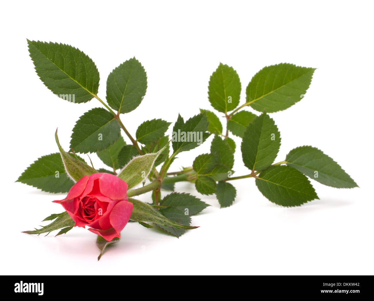 Beautiful rose isolated on white background Stock Photo - Alamy