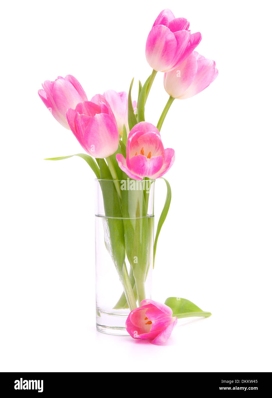 Pink tulips bouquet in vase isolated on white background Stock Photo ...