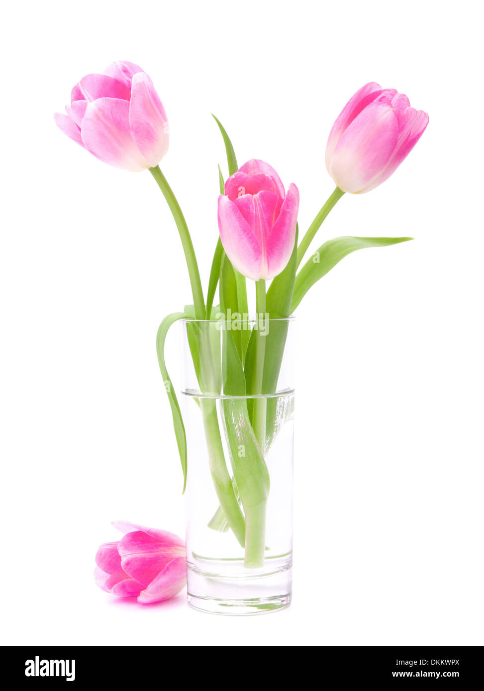 Pink tulips bouquet in vase isolated on white background Stock Photo ...