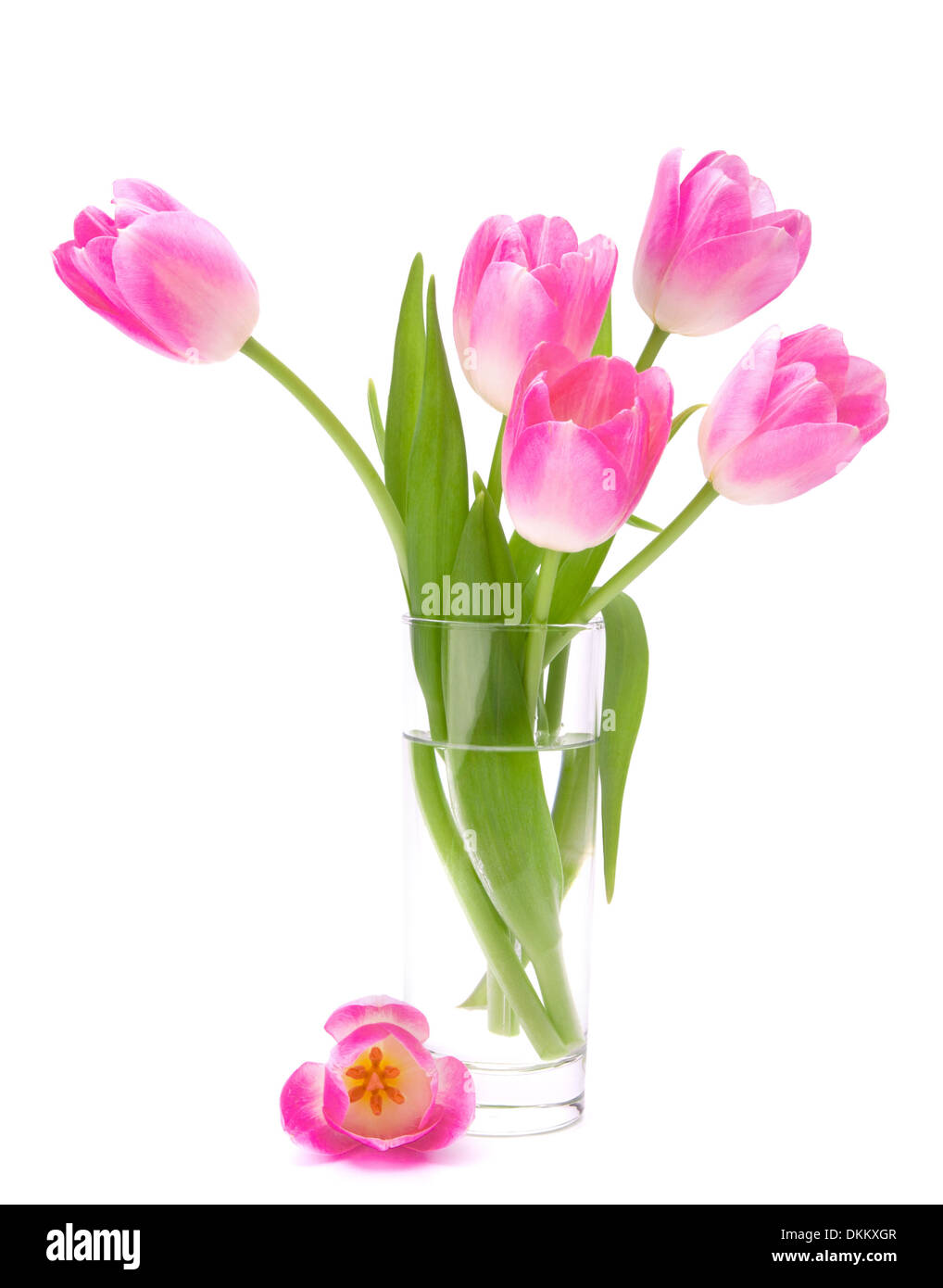 Pink tulips bouquet in vase isolated on white background Stock Photo ...