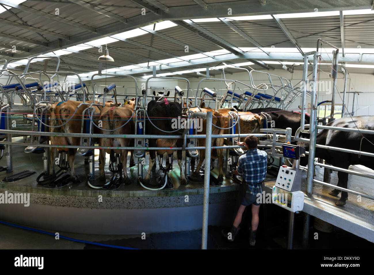 A typical automated milking shed on a South Island New Zealand dairy