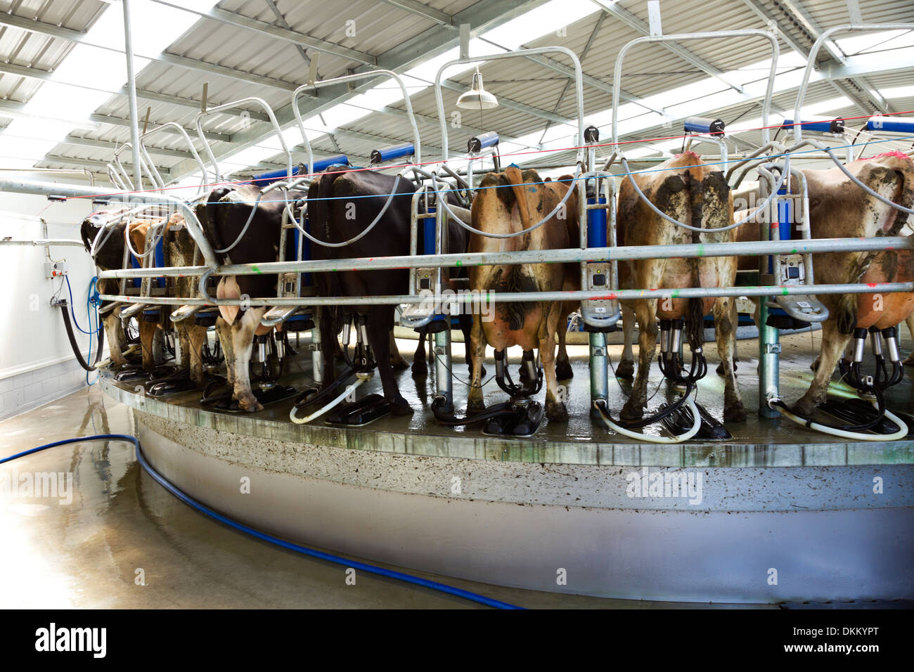 A typical automated milking shed on a South Island New Zealand dairy farm Stock Photo Alamy
