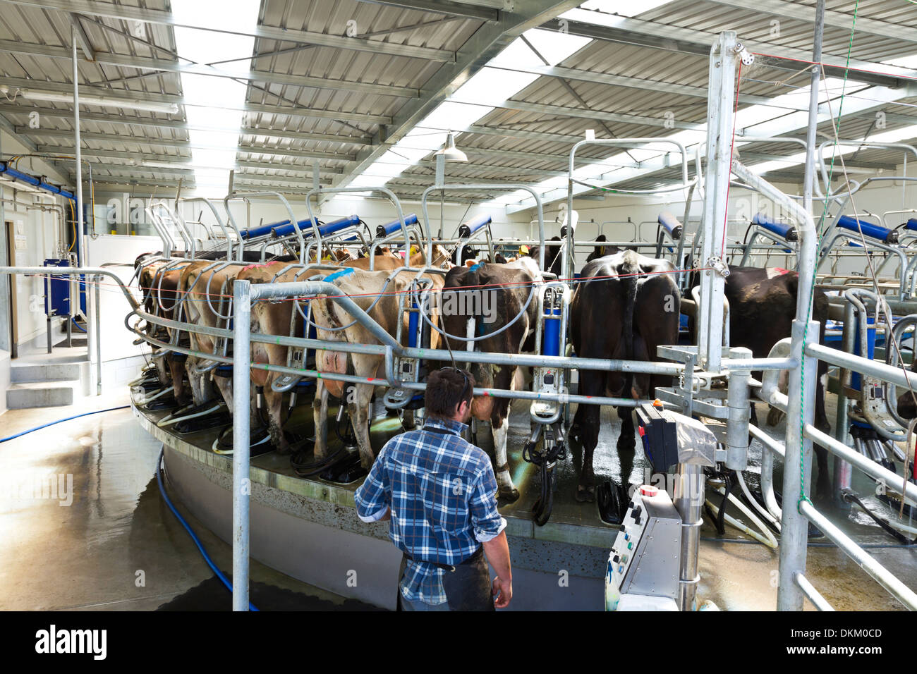 A typical automated milking shed on a South Island New Zealand dairy