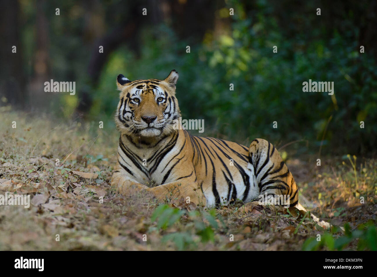 Dominant male tiger called Munna siting by a vehicle track in Kanha Tiger Reserve, India Stock Photo
