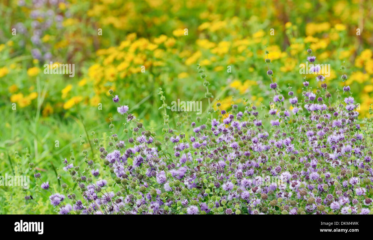 thyme flowers on field in summer time Stock Photo