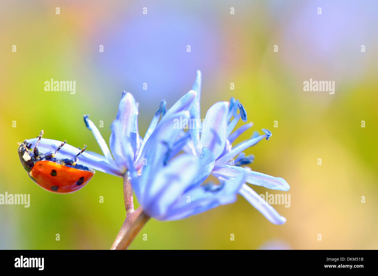 Ladybug on flower in spring time Stock Photo