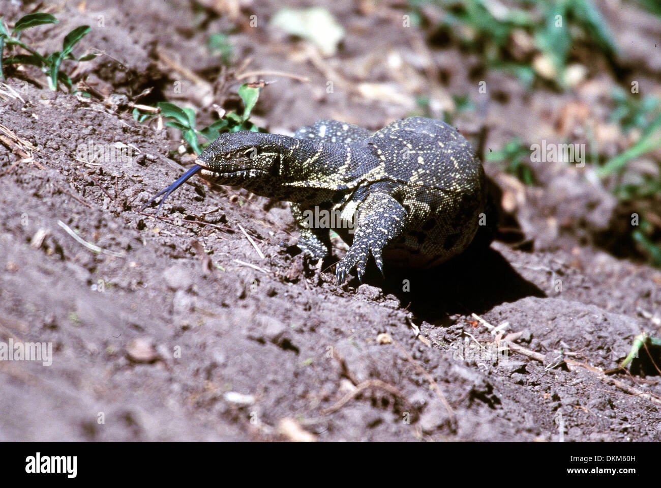 NILE MONITOR LIZARD.MASAI MARA, KENYA, EAST AFRICA.KENYA, AFRICA, KENYA
