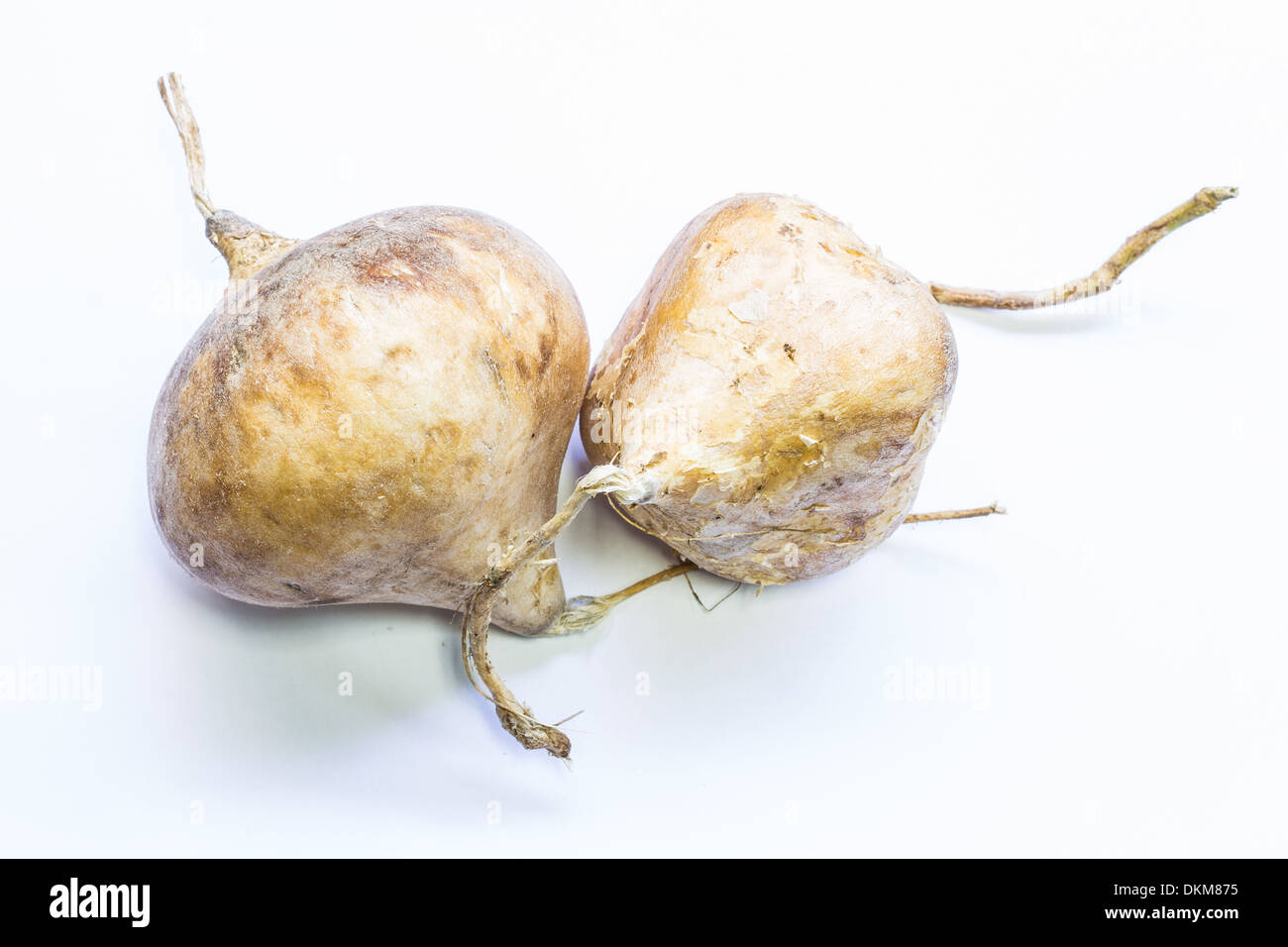 Isolated Yam Bean Stock Photo Alamy