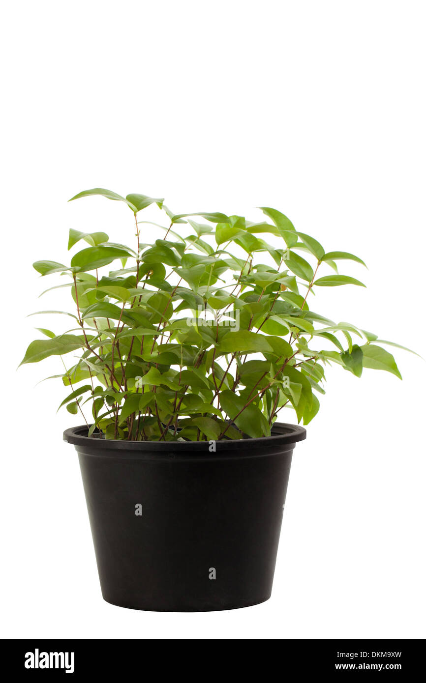 small tree in a pot on a white background Stock Photo - Alamy