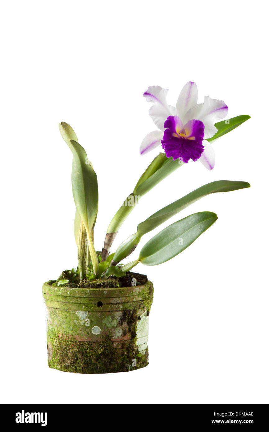 cattleya orchid in black pot isolated on white background Stock Photo
