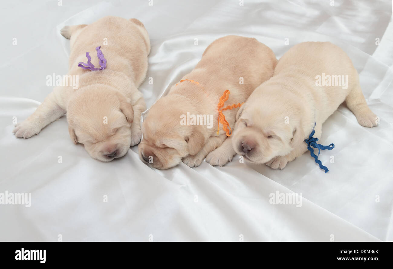 three labrador retriever puppies (one week old) Stock Photo