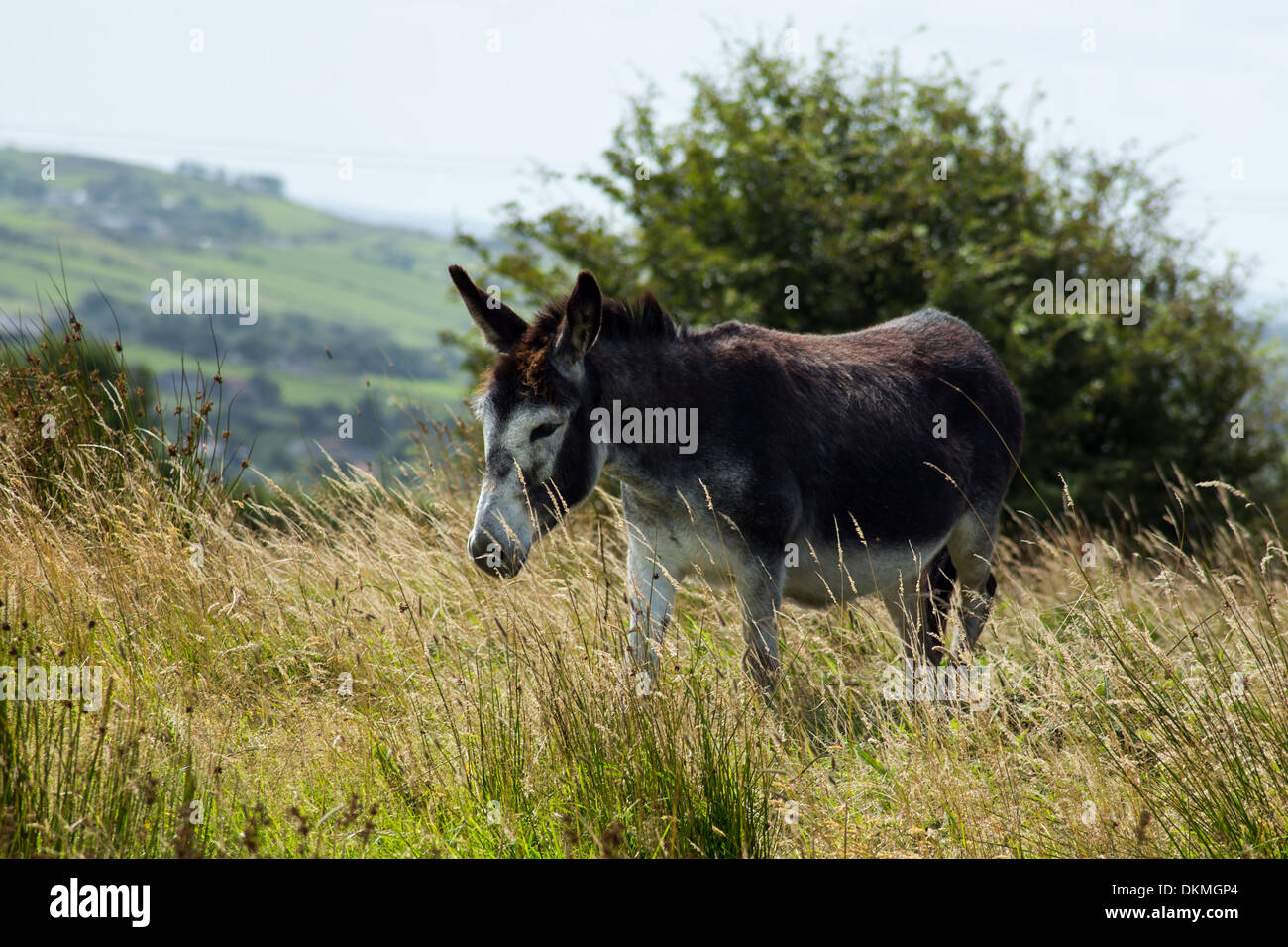 Irish donkey walking in high grass hires stock photography and images