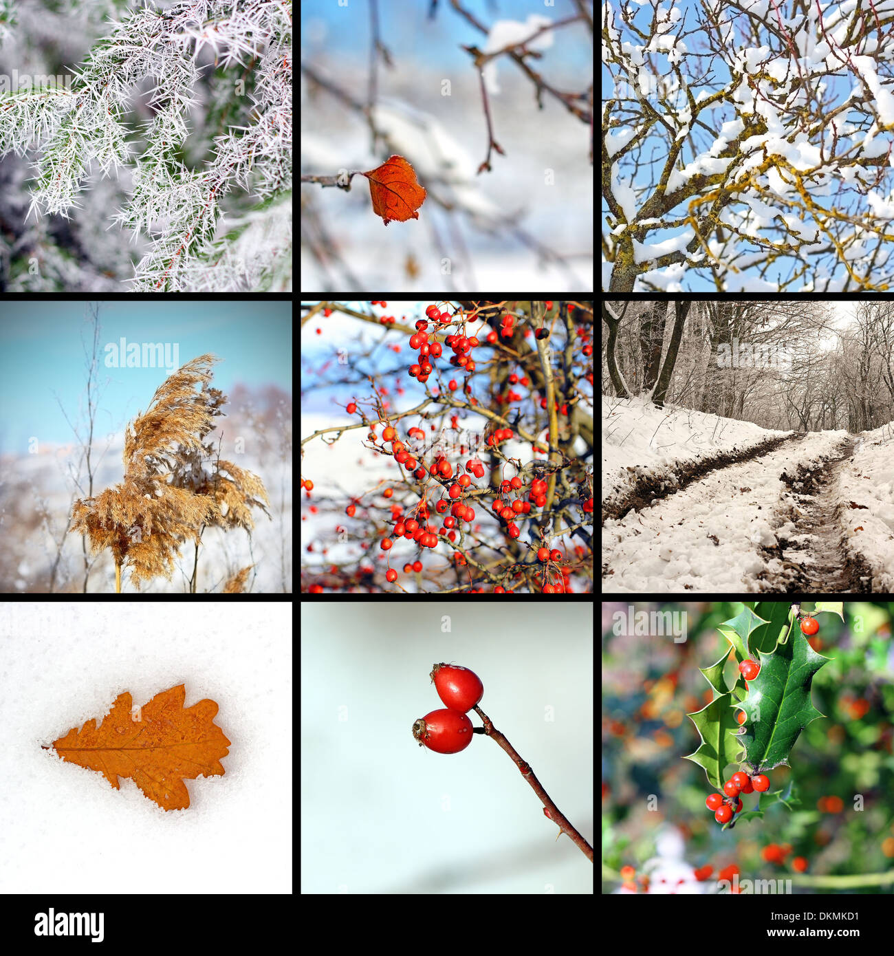 collage with winter images from nature Stock Photo