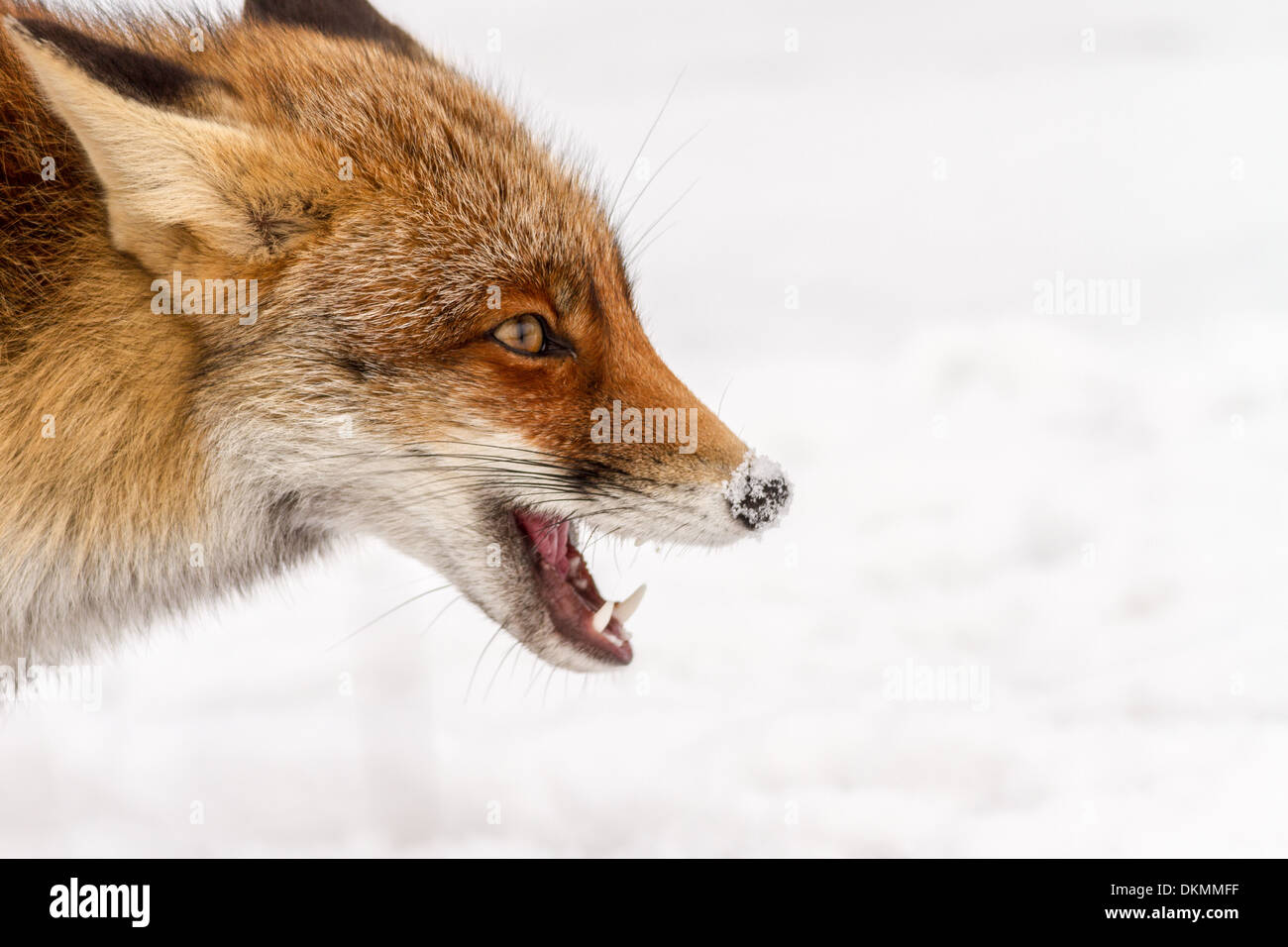 Fox is a common name for many species of alert omnivorous mammals belonging to the Canidae family Stock Photo