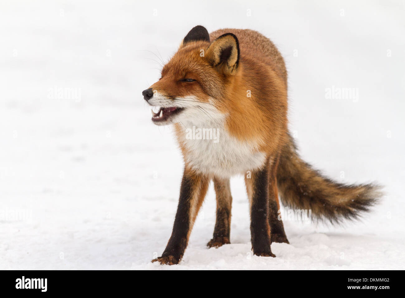 Fox is a common name for many species of alert omnivorous mammals belonging  to the Canidae family Stock Photo - Alamy