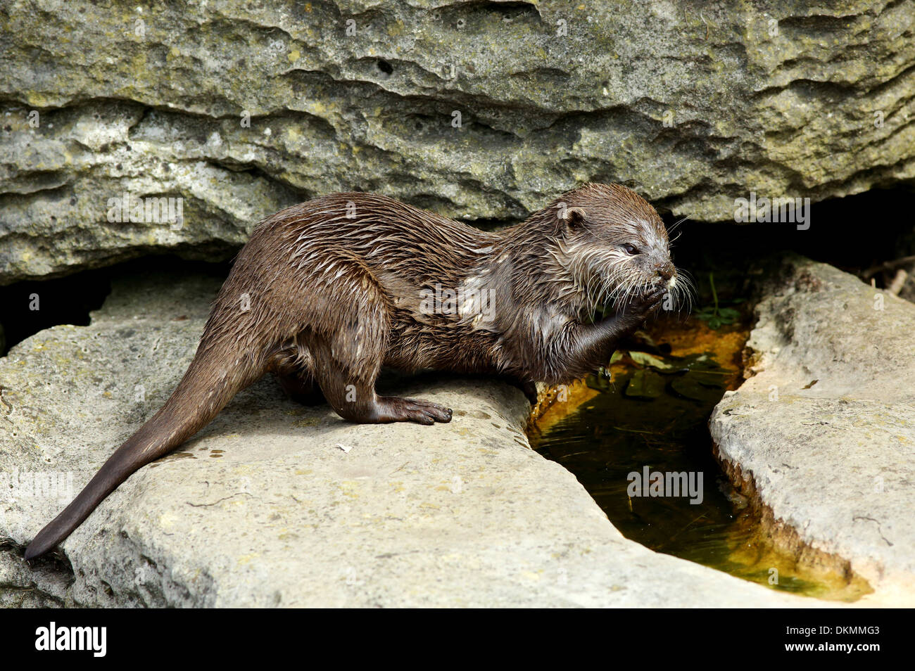 otter washing Stock Photo