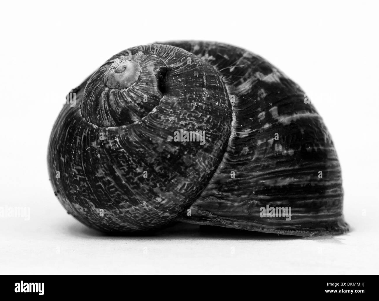 gastropod-shell-stock-photo-alamy