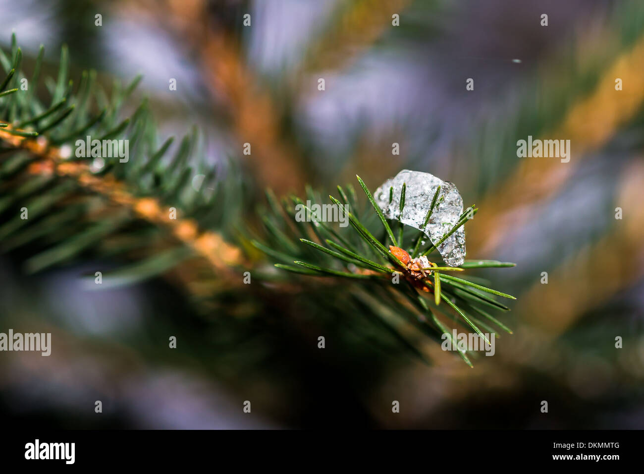 Ice Covered Christmas Tree 2 Diamonds Are Forever Closeup View Of Ice Covered Christmas Tree 2 Diamonds Are Forever Closeup View Of