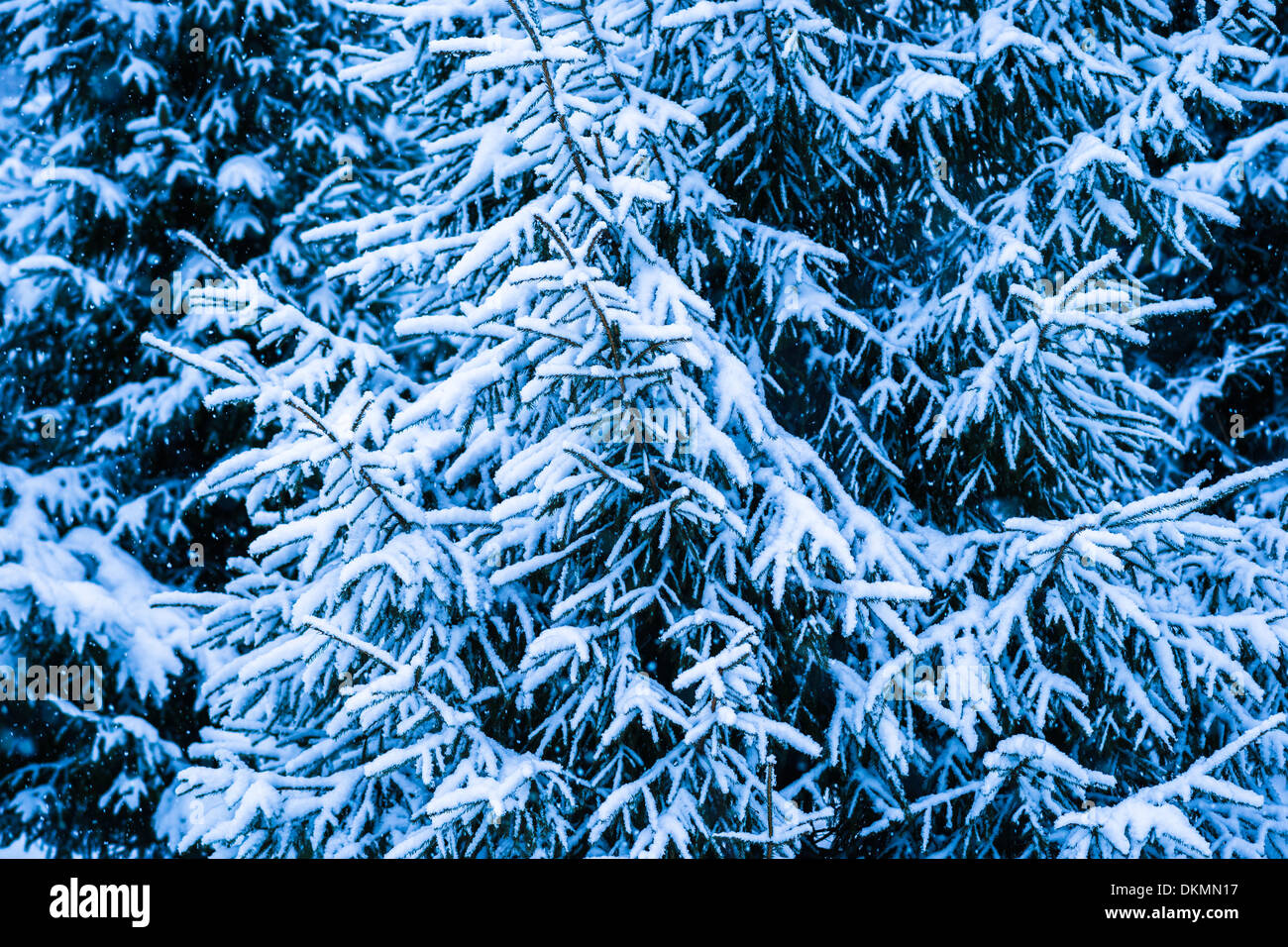 Winter Snow Christmas Tree 2. Fresh snow covered spruce trees in the forest in snowstorm. Dark green, blue and white colors. Stock Photo