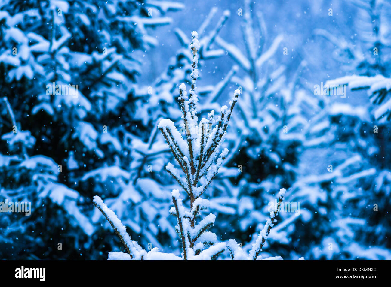Winter Snow Christmas Tree 5. Fresh snow covered spruce trees in the forest in snowstorm. Dark green, blue and white colors. Stock Photo