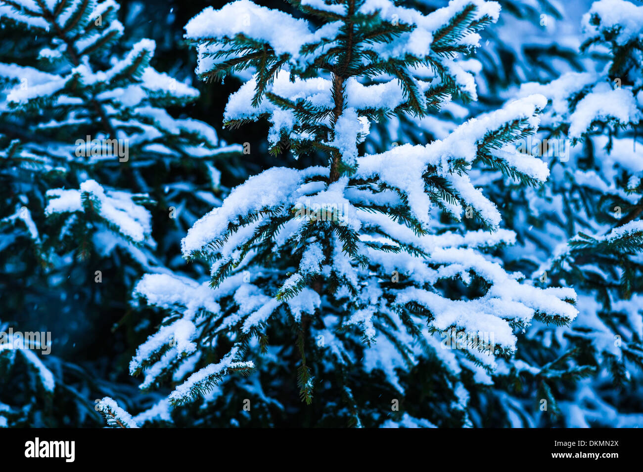 Winter Snow Christmas Tree 7. Fresh snow covered spruce trees in the forest in snowstorm. Dark green, blue and white colors. Stock Photo