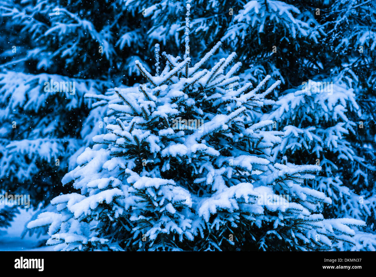 Winter Snow Christmas Tree 8. Fresh snow covered spruce trees in the forest in snowstorm. Dark green, blue and white colors. Stock Photo