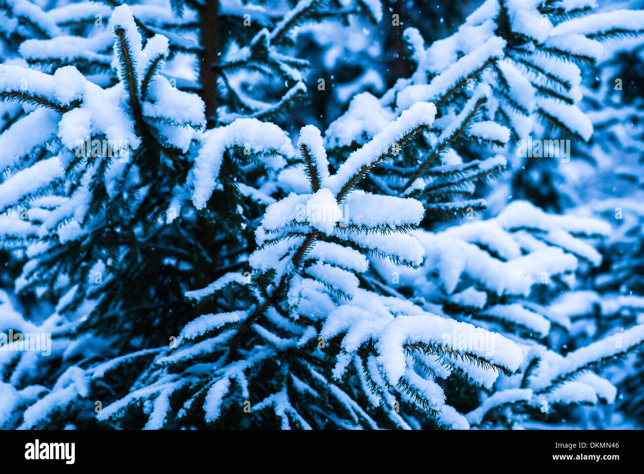 Winter Snow Christmas Tree 11. Fresh snow covered spruce trees in the forest in snowstorm. Dark green, blue and white colors. Stock Photo