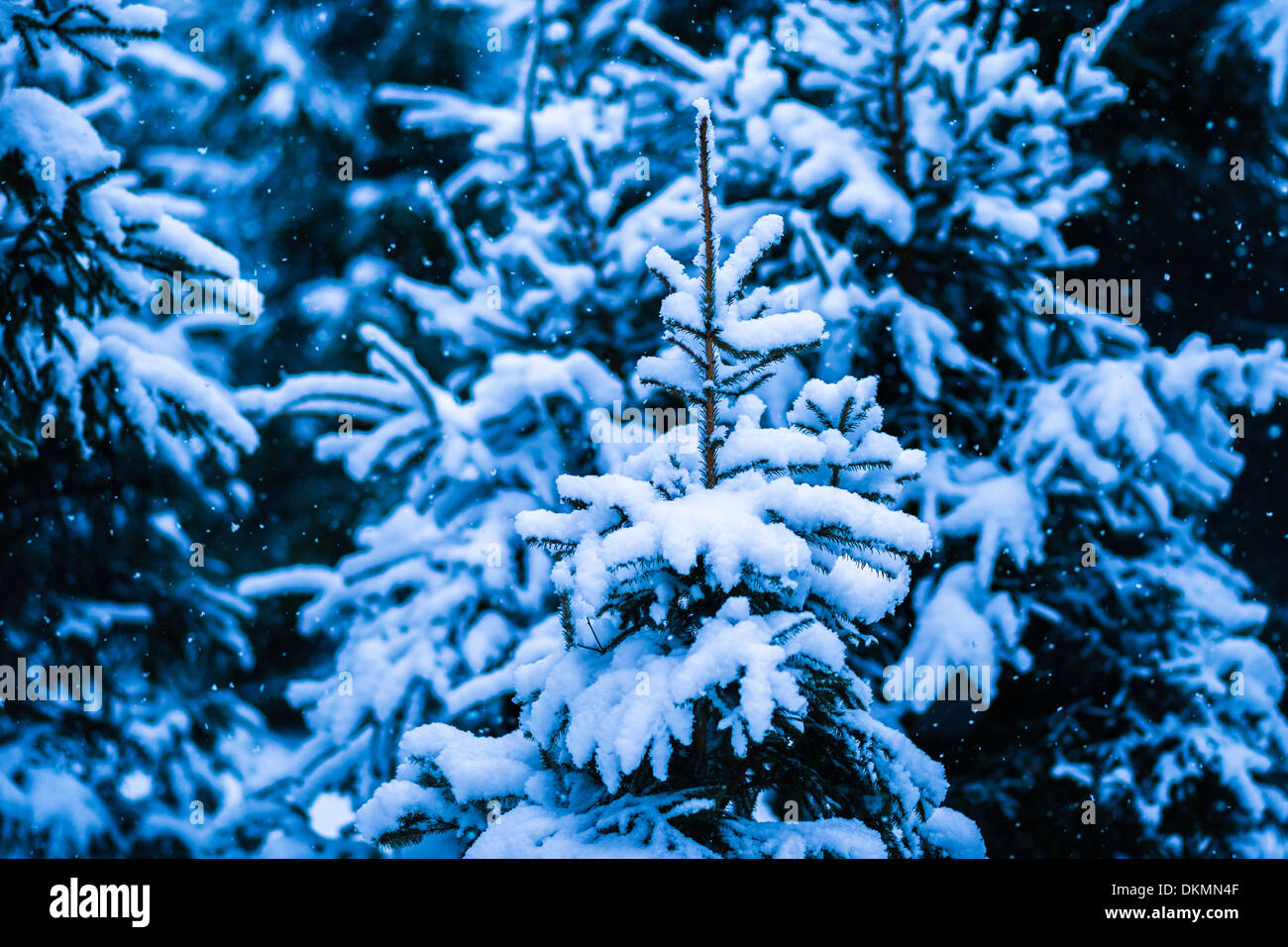 Winter Snow Christmas Tree 12. Fresh snow covered spruce trees in the forest in snowstorm. Dark green, blue and white colors. Stock Photo