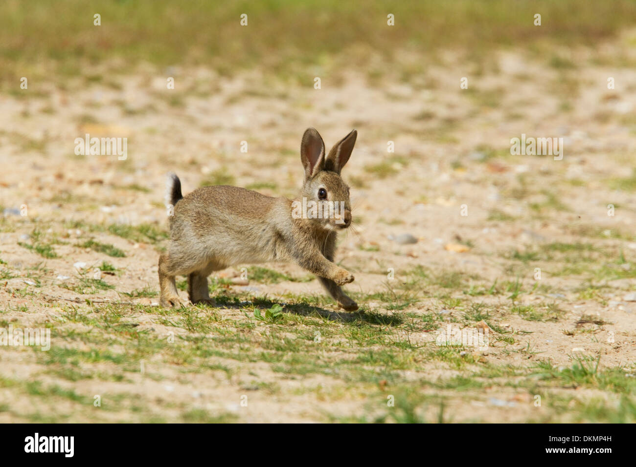 Rabbit Running Stock Photos & Rabbit Running Stock Images - Alamy