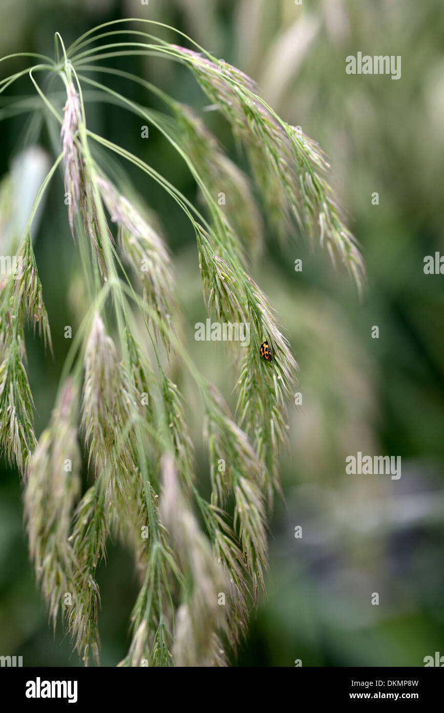 Calamagrostis emodensis ornamental reedgrass grass grasses seeds seedheads propylea 14-punctata ladybird Stock Photo