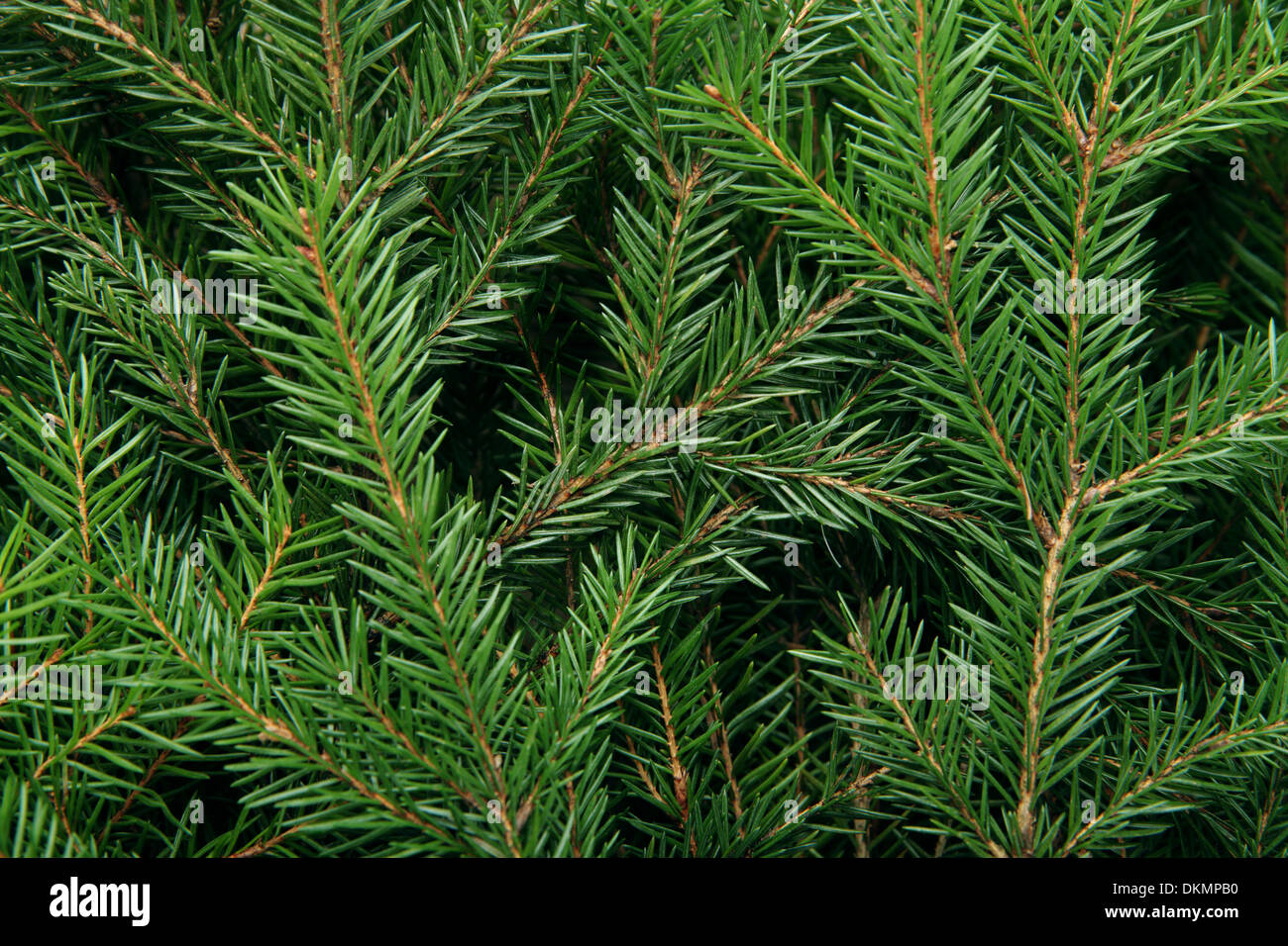 Background Of Christmas Tree Branches Background Of Christmas Tree Branches