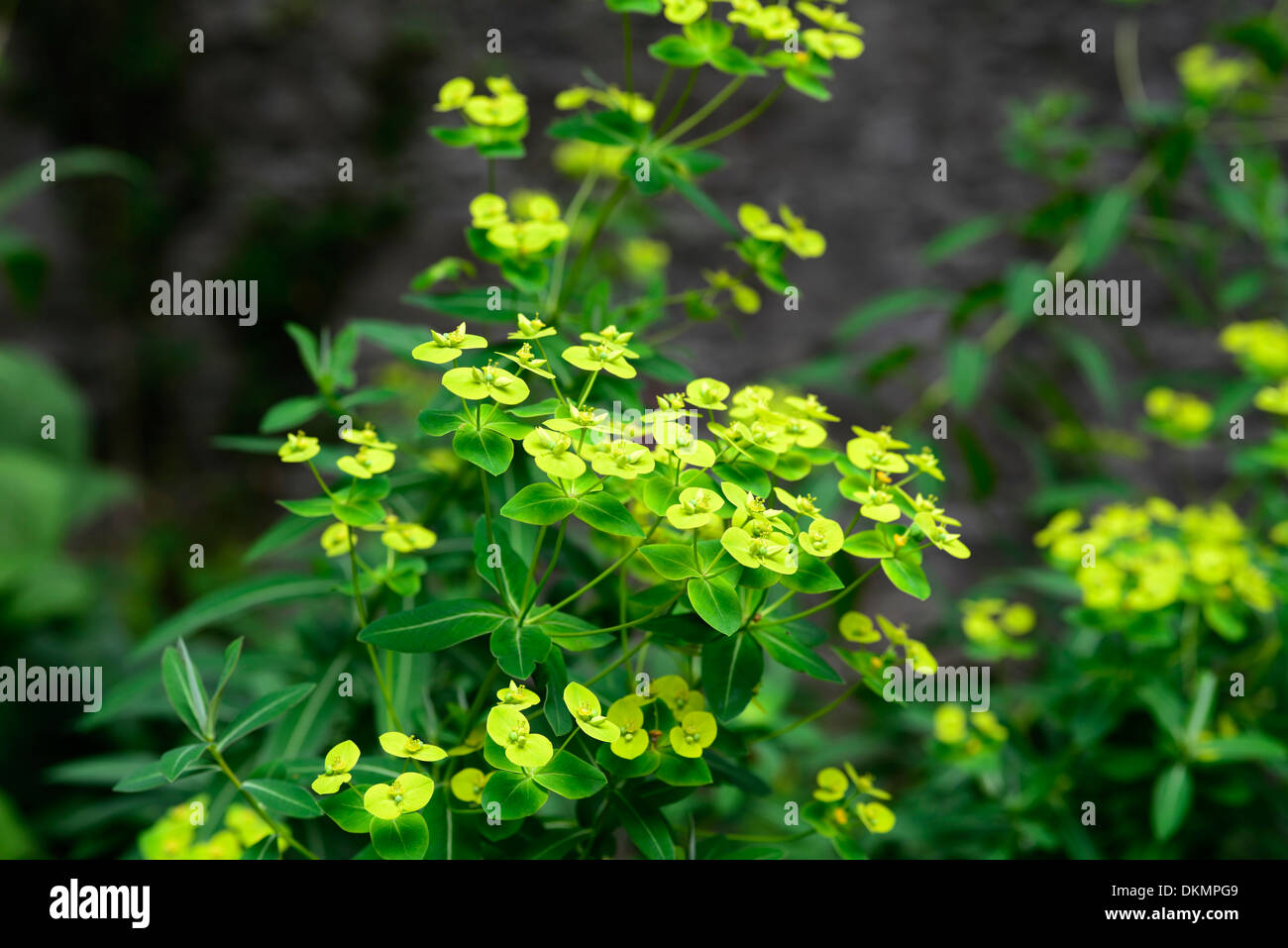 euphorbia excalibur froeup spurge milkweeds yellow flowers green foliage leaves plant portraits perennials Stock Photo