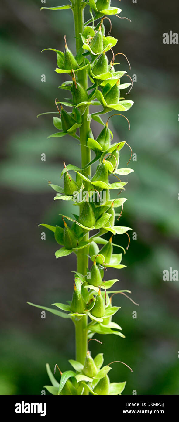 Foxglove seedpod seed pod pods spire spike biennial Stock Photo