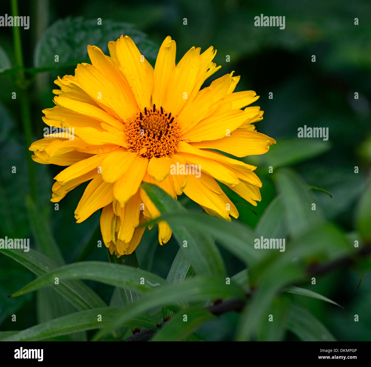 Heliopsis helianthoides var scabra Goldspitze False Sunflower hardy perennial herbaceous plant yellow orange flowers blooms Stock Photo